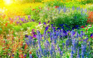 Цікаві факти про рослини для дітей