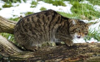 Лісовий кіт, цікаві факти