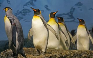 Цікаві факти про пінгвінів