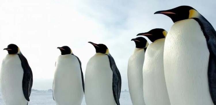 імператорський пінгвін