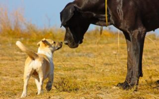 Чому маленькі собаки живуть довше