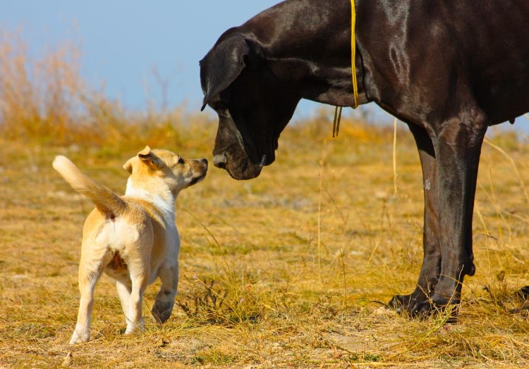 Чому маленькі собаки живуть довше