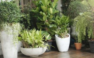 Как выбрать оптимальный размер кашпо для разных растений