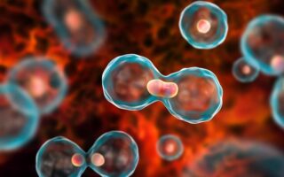 що таке клітинний цикл