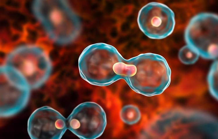 що таке клітинний цикл