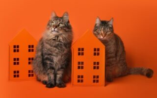 Пошук домівки безпритульним котикам