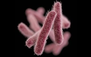 Що таке дизентерія