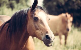 Цікаві факти про коней