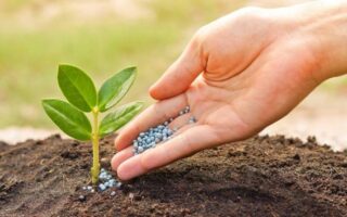 нитрат калия используется для укрепления культур