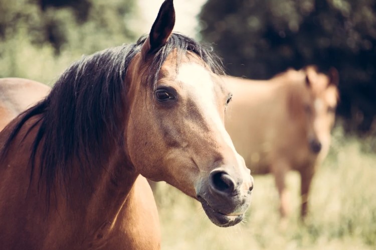 Цікаві факти про коней