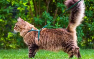 Зачем нужны поводки для котов