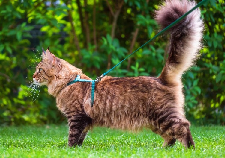 Зачем нужны поводки для котов