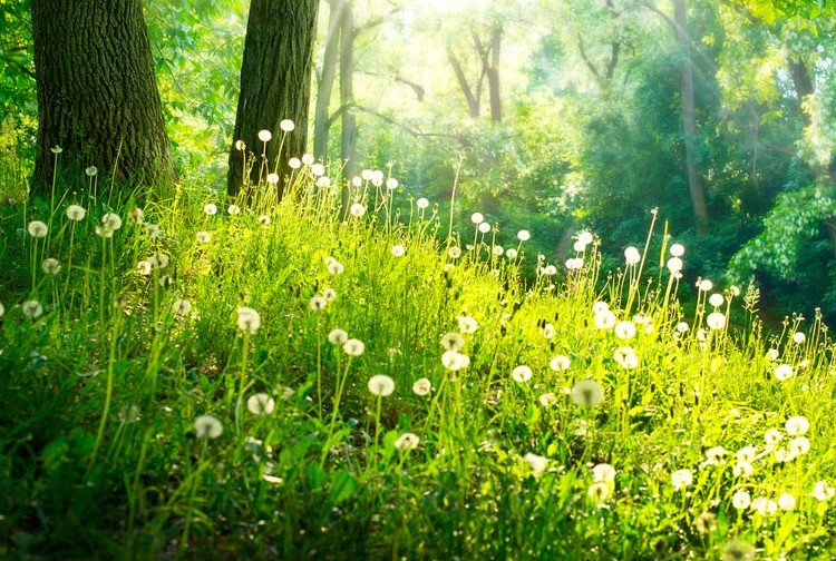 Що таке вегетаційний період