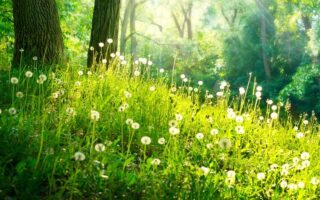 Що таке вегетаційний період