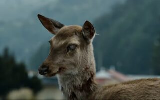 Зомбі-хвороба оленів шириться світом