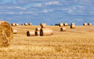 Що таке стерня