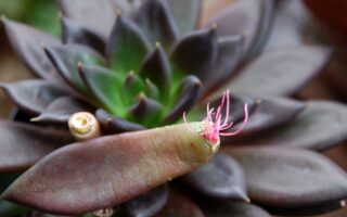 Що таке вегетативне розмноження