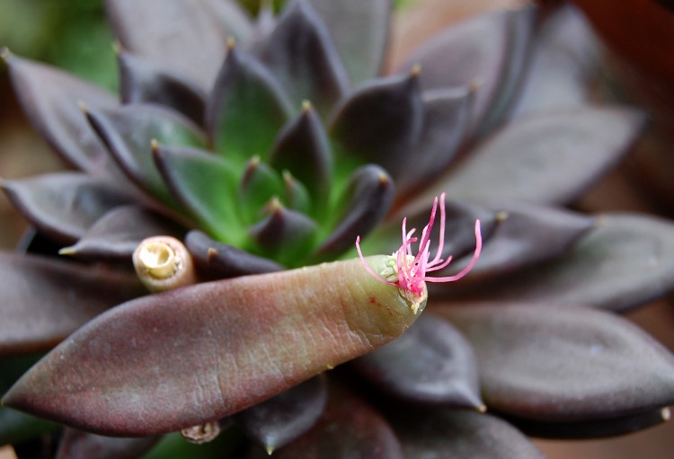 Що таке вегетативне розмноження