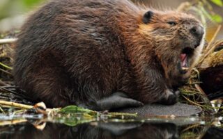 Що таке боброва струя