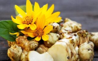 Що таке топінамбур