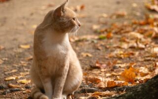 що таке персоніфікація