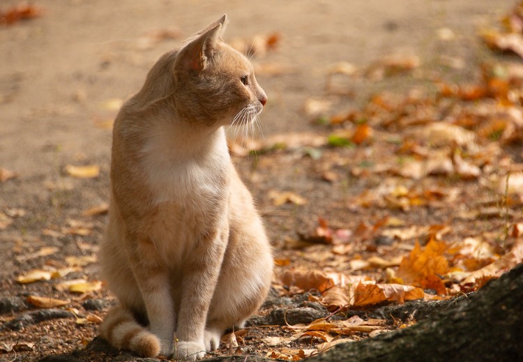 що таке персоніфікація