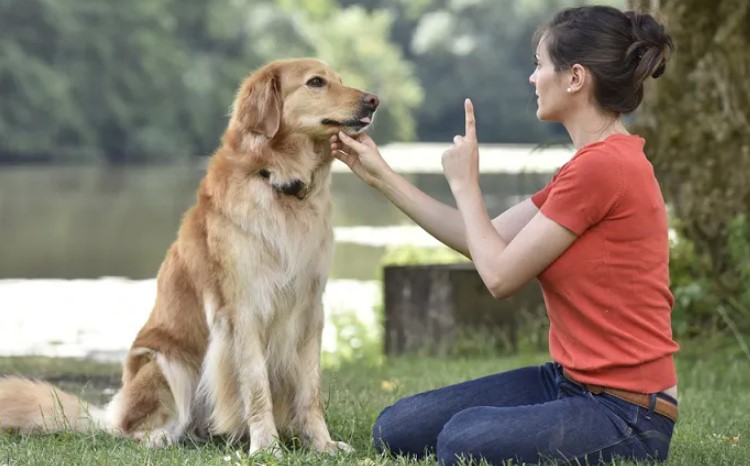 Преимущества дрессировки охранных собак