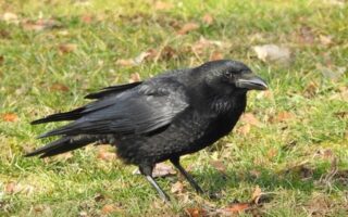 Учені навчили ворон рахувати