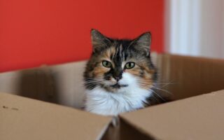 чому коти ховаються в коробках