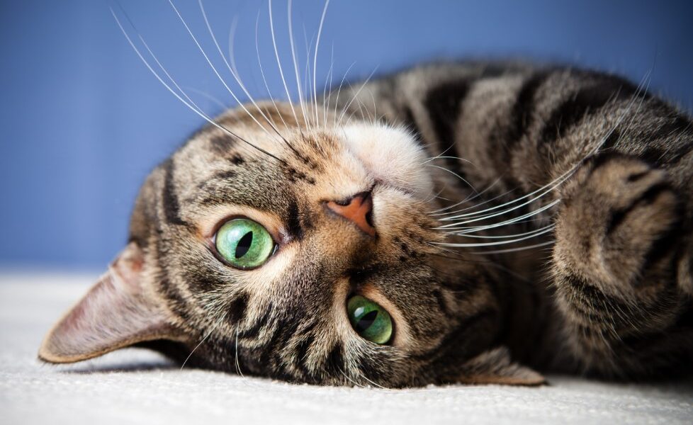 Чому вам потрібна кішка