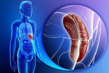 Що таке Спленомегалія. Чому збільшується селезінка