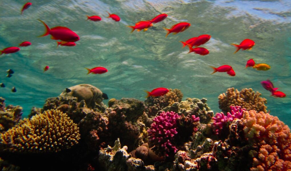 Цікаві факти про Червоне море