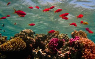 Цікаві факти про Червоне море