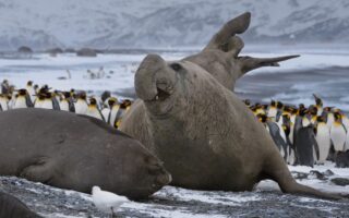 Цікаві факти про тварин Антарктиди