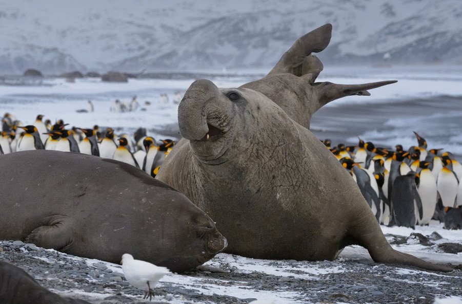 Цікаві факти про тварин Антарктиди