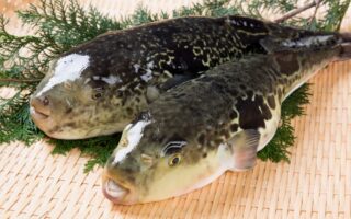 Риба Фугу: цікаві факти топ-20