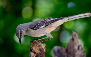 Що таке орнітологія