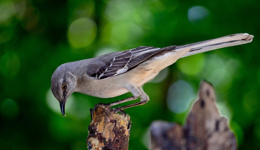 Що таке орнітологія