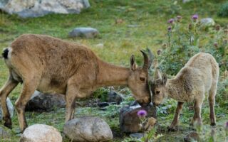 Що таке фауна