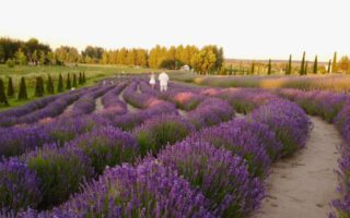 Де знаходиться Добропарк