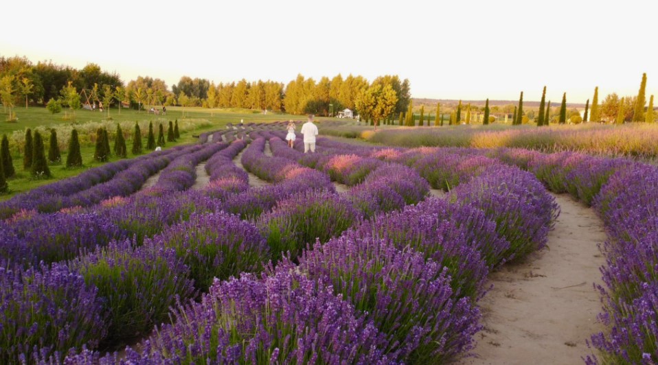 Де знаходиться Добропарк