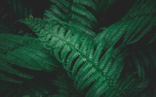 що таке папороть