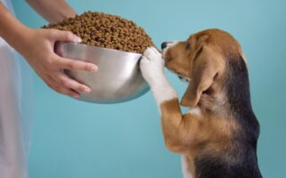 Почему ваша собака ест неправильный корм