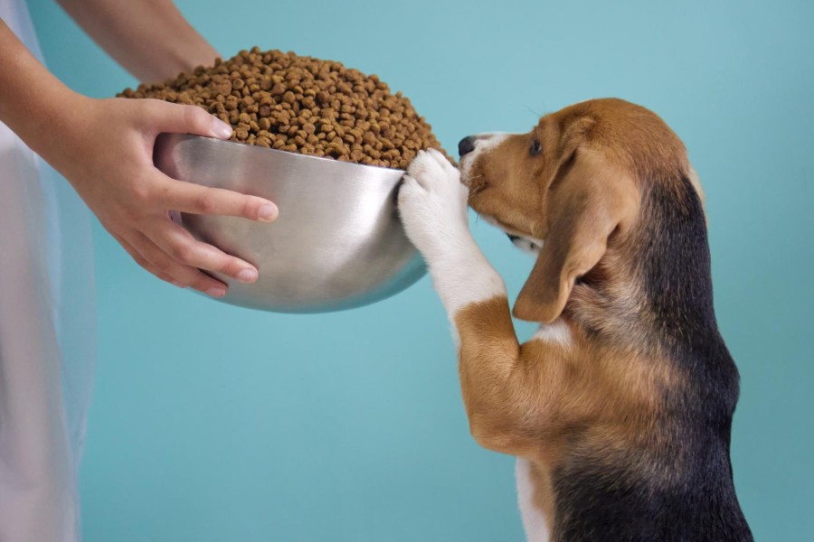 Почему ваша собака ест неправильный корм